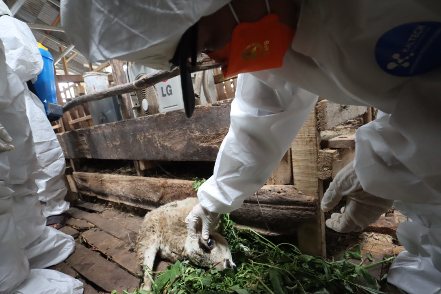 Petugas sedang melakukan pengecekan hewan ternak dengan menggunakan APD sebagai langkah penerapan biosecurity di peternakan kambing Lintas Dingin, Kota Bengkulu, Kamis (6/10).