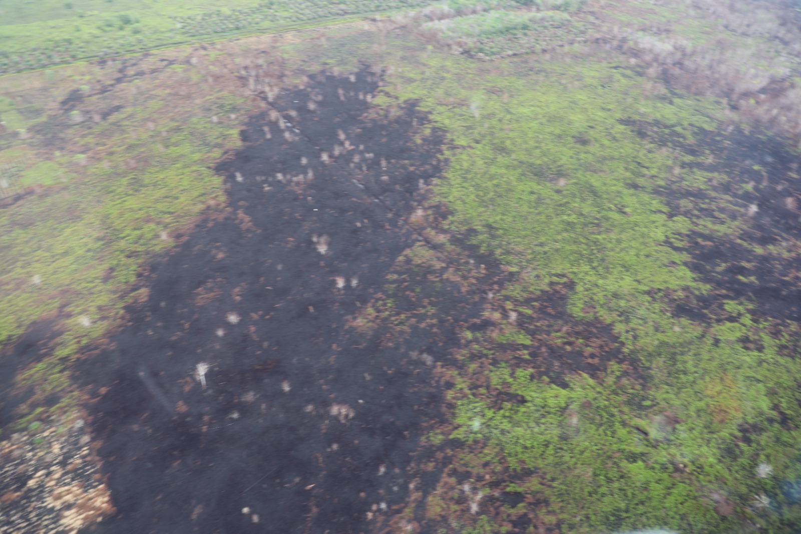 Foto udara keadaan lahan yang sebelumnya terdampak kebakaran pasca diguyur hujan di wilayah Kalimantan Barat, Rabu (20/9).