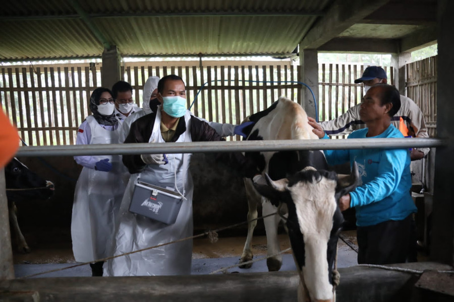 Proses pemberian vaksin kepada hewan ternak di salah satu kandang binaan KPSP Setia Kawan di Nongkojajar, Kabupaten Pasuruan, Provinsi Jawa Timur, Sabtu (25/6).