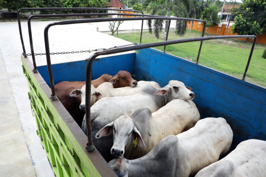 Beberapa ekor sapi impor asal Australia tiba di Balai Karantina Pertanian Kelas I Wilker Bakauheni untuk diperiksa kelengkapan dokumen kekarantinaan sebelum dikirim ke Jakarta melalui Pelabuhan Bakauheni, Rabu (26/10).