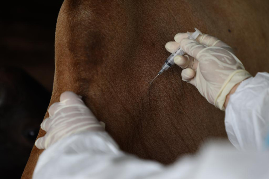 Petugas menyuntikkan cairan vaksin ke salah satu hewan ternak dalam pelaksanaan vaksinasi cegah penularan penyakit PMK di peternakan hewan Nurul Farm Palembang, Kota Palembang, Sumatera Selatan, Kamis (20/10).