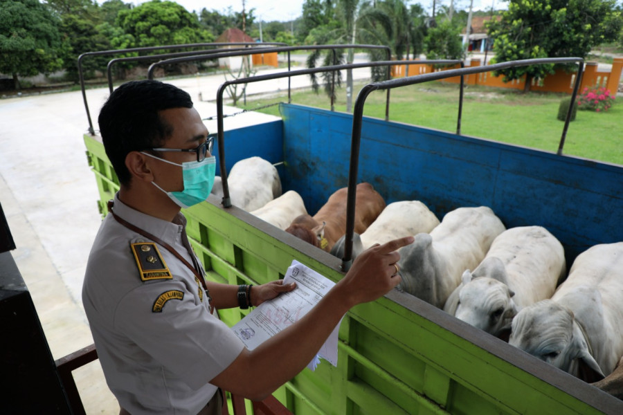 Petugas Balai Karantina Pertanian Kelas I Wilker Bakauheni menghitung jumlah hewan ternak dalam proses pemeriksaan kelengkapan dokumen kekarantinaan sebelum dikirim ke Jakarta.