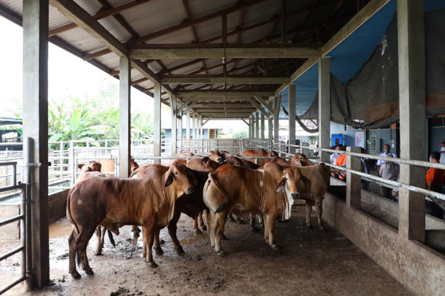 Beberapa ekor sampi impor asal Australia siap potong di Rumah Pemotongan Hewan (RPH) BHU Niaga, Ogan Ilir, Sumatera Selatan, Rabu (19/10). Sapi tersebut telah divaksinasi dan dinyatakan bebas penyakit PMK.