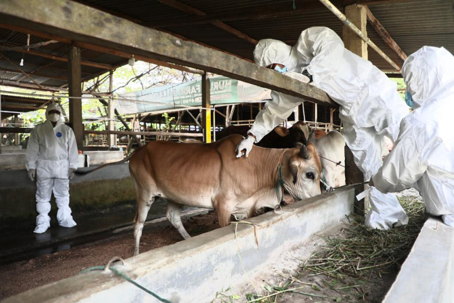 Kakordalops Satgas PMK Nasional Brigjen TNI Lukmansyah (kiri) melihat pelaksanaan vaksinasi di peternakan hewan Nurul Farm Palembang, Kota Palembang, Sumatera Selatan, Kamis (20/10).