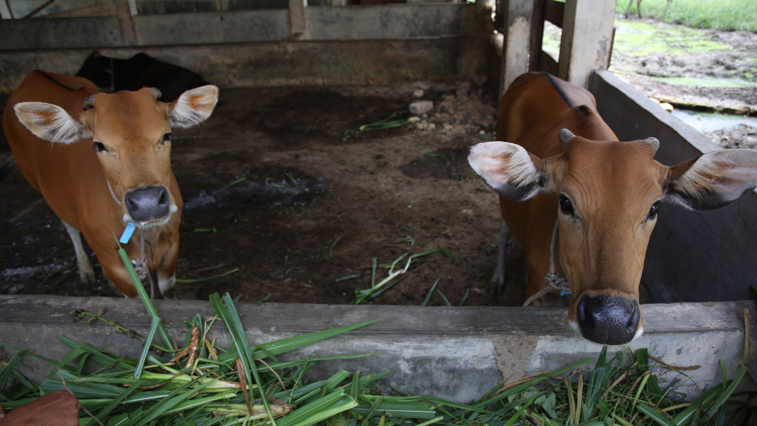 Hewan ternak yang berada di kandang pembiakan dan penggemukan sapi di Kecamatan Kerinci Kanan, Kabupaten Siak, Provinsi Riau. Hewan ternak yang sudah divaksinasi akan diberikan nametag biru dan kode registrasi.