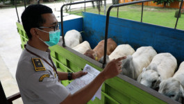 Proses Pemeriksanaan Kekarantinaan Hewan Ternak di Balai Karantina Pertanian Kelas I Bakauheni