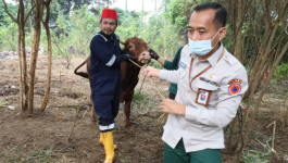 Pemotongan Hewan Kurban di BNPB dan UPT BNPB di Padang